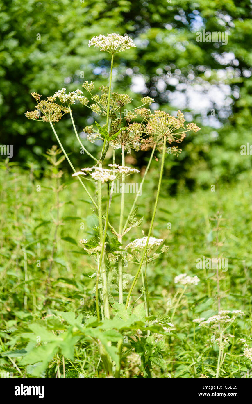 Cow parsley plant in a field. It is often mistaken for the highly