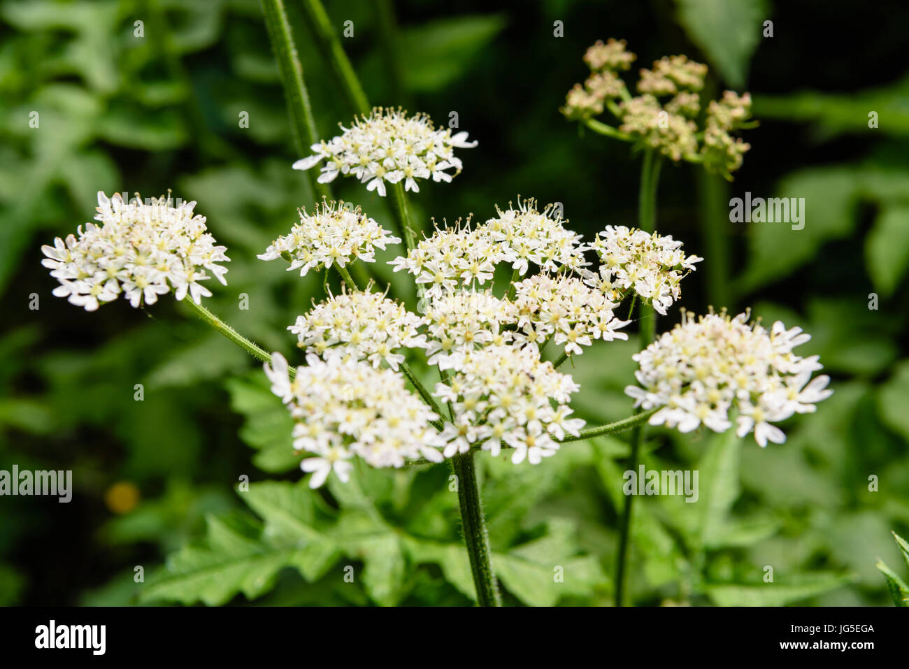 Flowers of a cow parsley plant in a field.   It is often mistaken for the highly poisonous toxic giant hogweed. Stock Photo