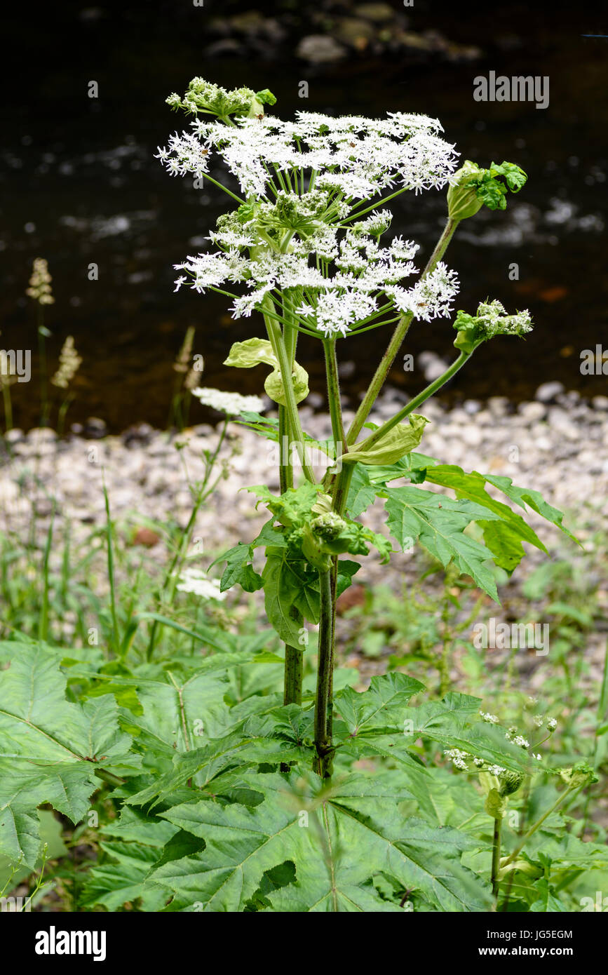 Giant hogweed (Heracleum mantegazzianum) growing beside a river. Stock Photo