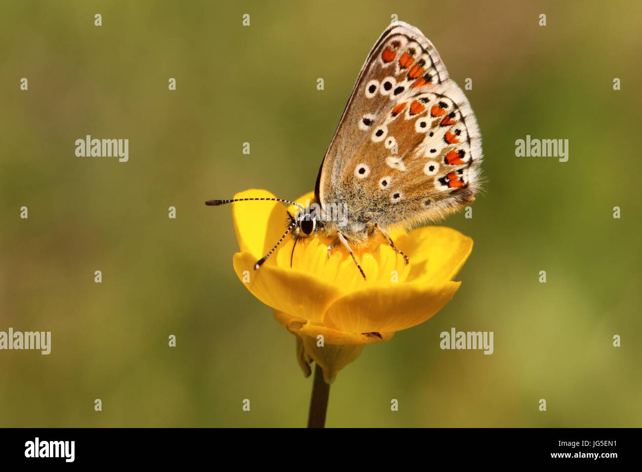 Brown Argus Butterfly (nectaring on buttercup) Stock Photo
