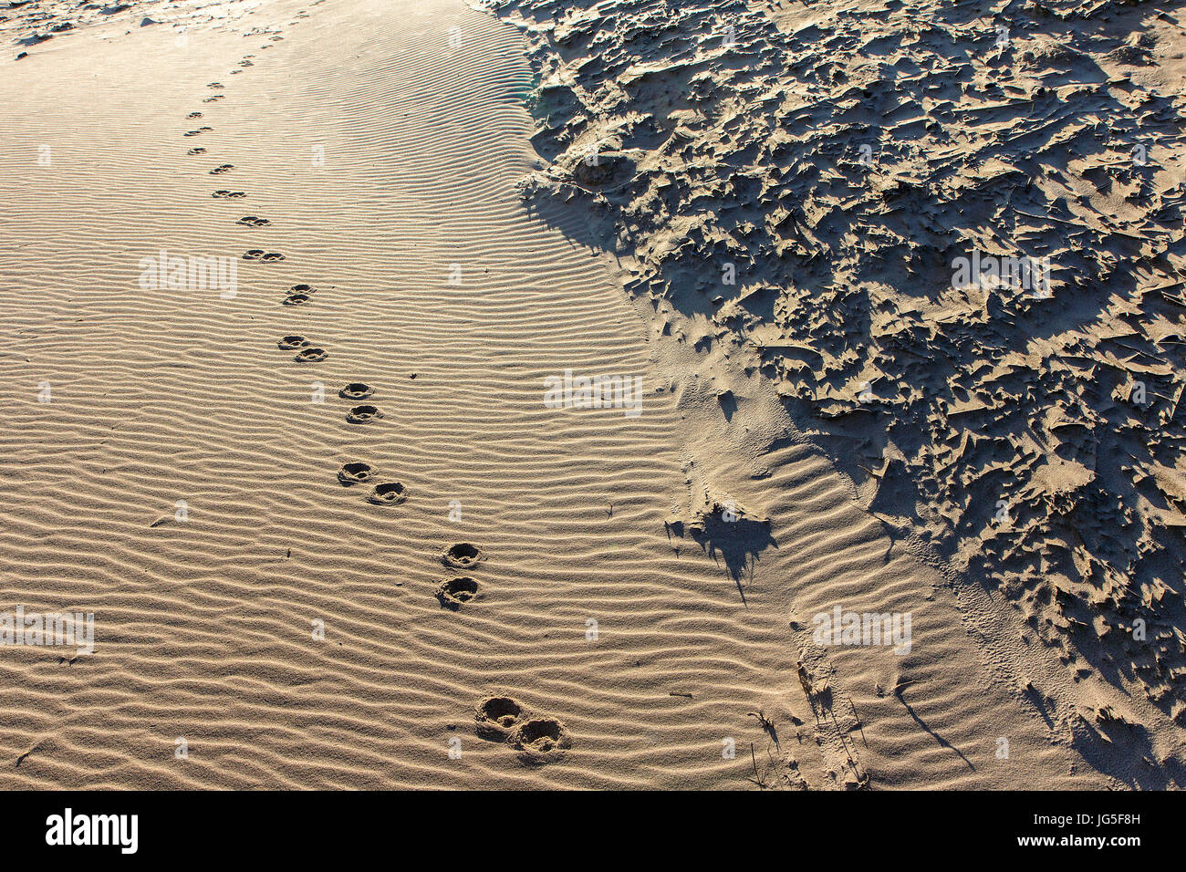 Paw Prints in the Sand Stock Photo Alamy