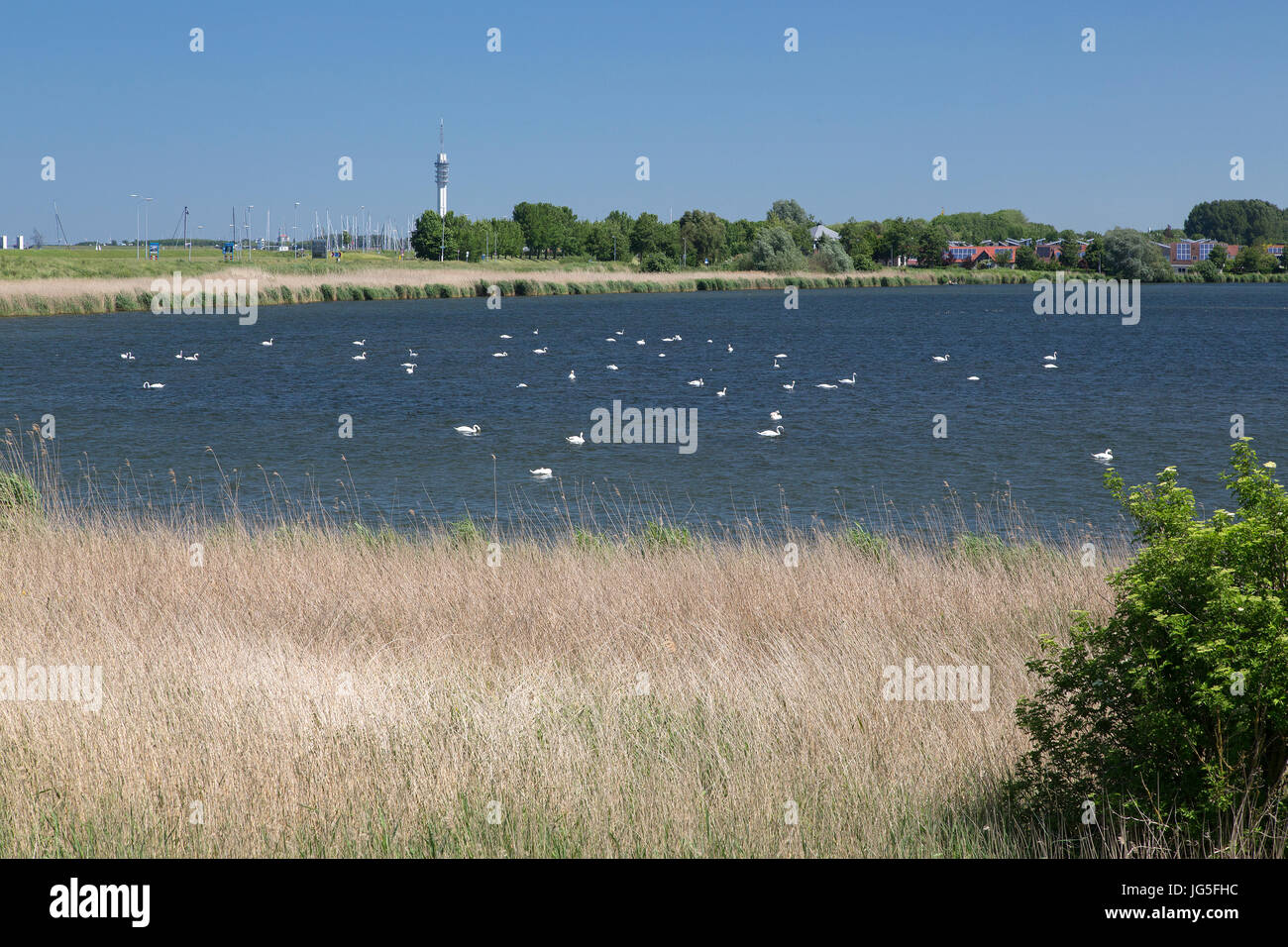 Dozens of  Mute swans (Cygnus olor) on lake, Lelystad, Flevoland, Netherlands Stock Photo