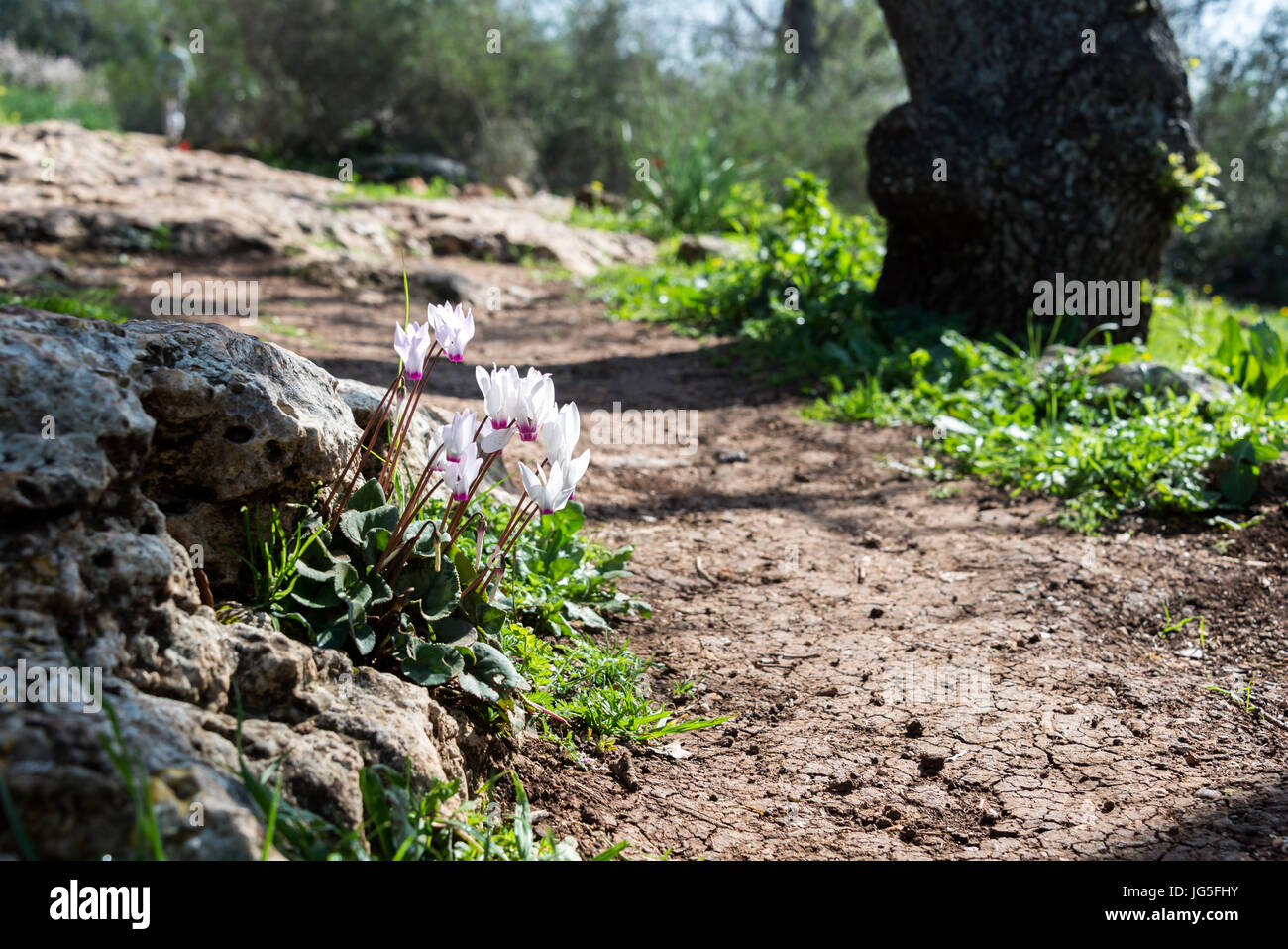Alonei Abba nature reserve at Spring, Israel Stock Photo