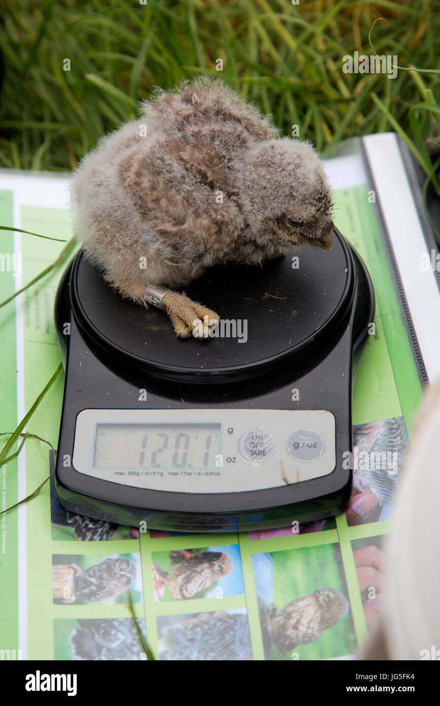 Little owl (Athene noctua) on balance to be weighted after banding Stock Photo