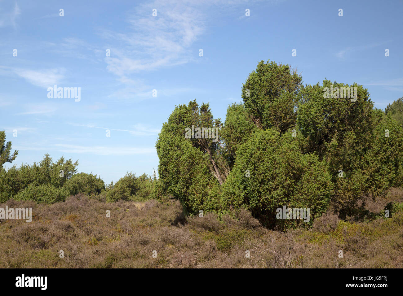 Juniper bushes (Juniperus communis) in Dutch heathland reserve Terhorsterzand, Beilen, Drenthe, Netherlands Stock Photo