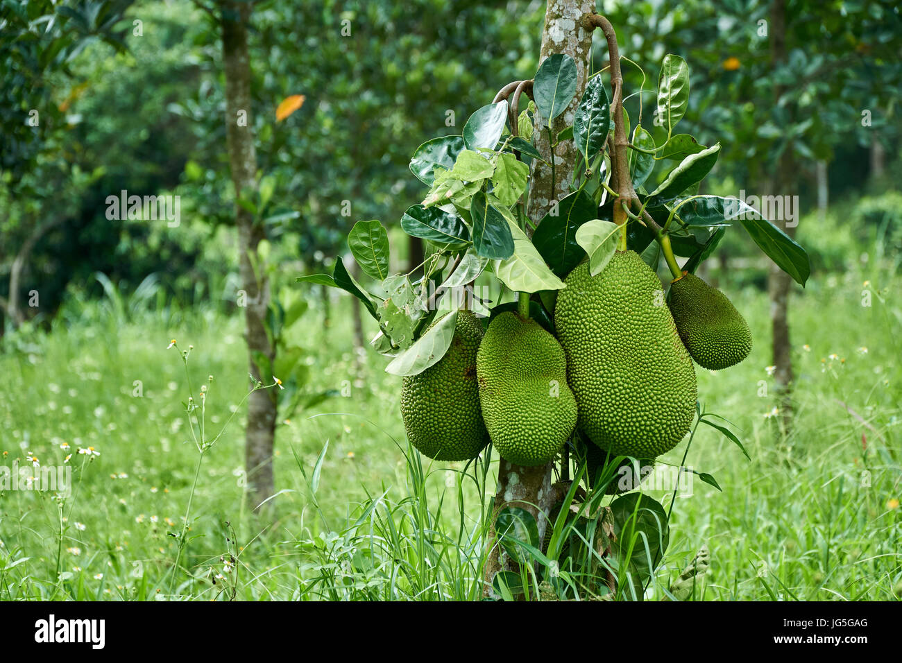 Single Jackfruit tree on a meadow in Asia, Vietnam. Quang Nam Province. Stock Photo