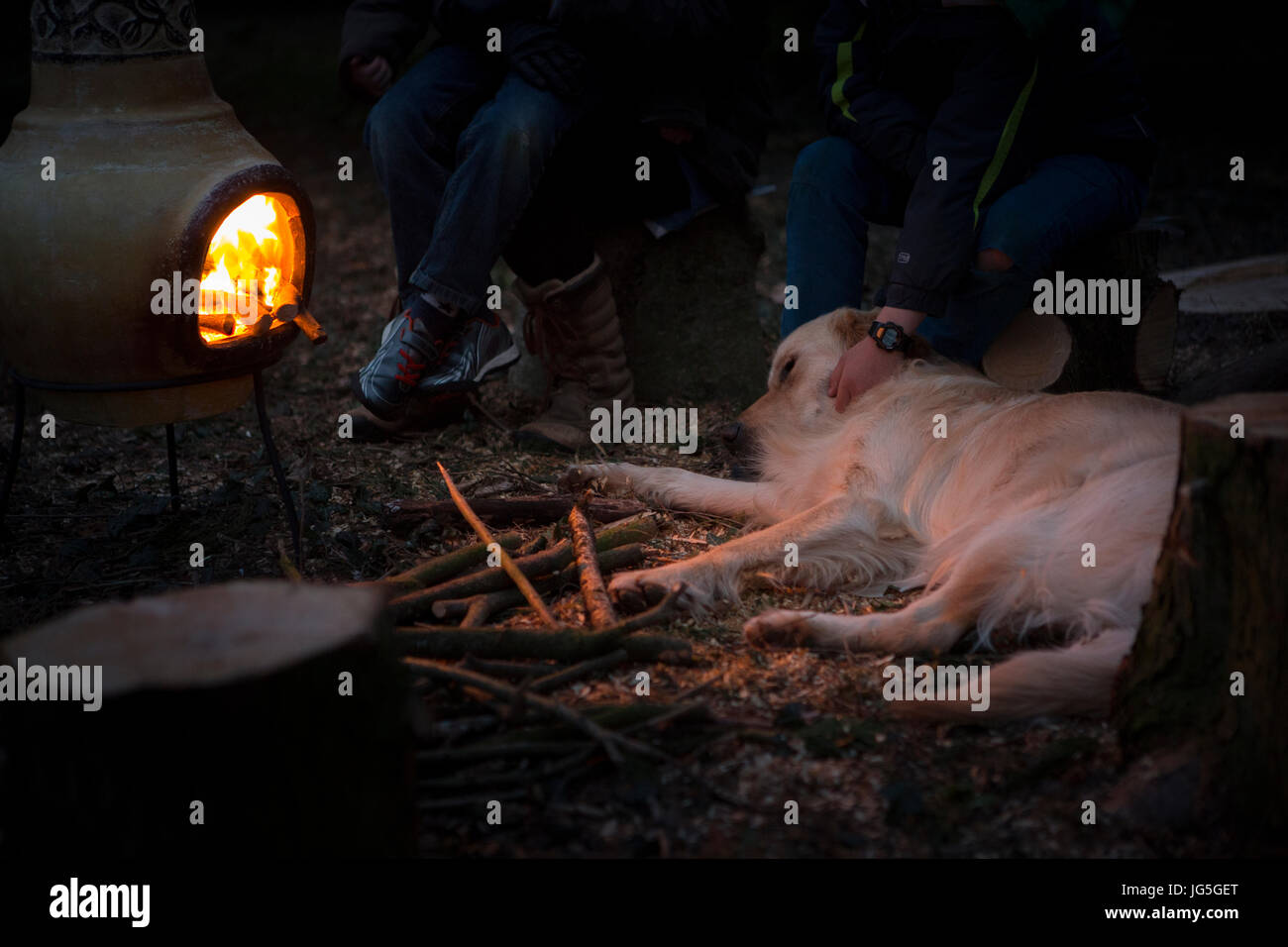 A golden retriever relaxing by the outdoor fire, Cornwall UK Stock Photo