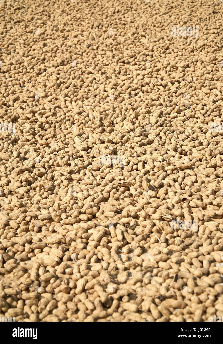 Many Peanuts in shell texture background. Raw peanuts getting dryed in the sun, Vietnam, Phong Nha. Side View. Stock Photo