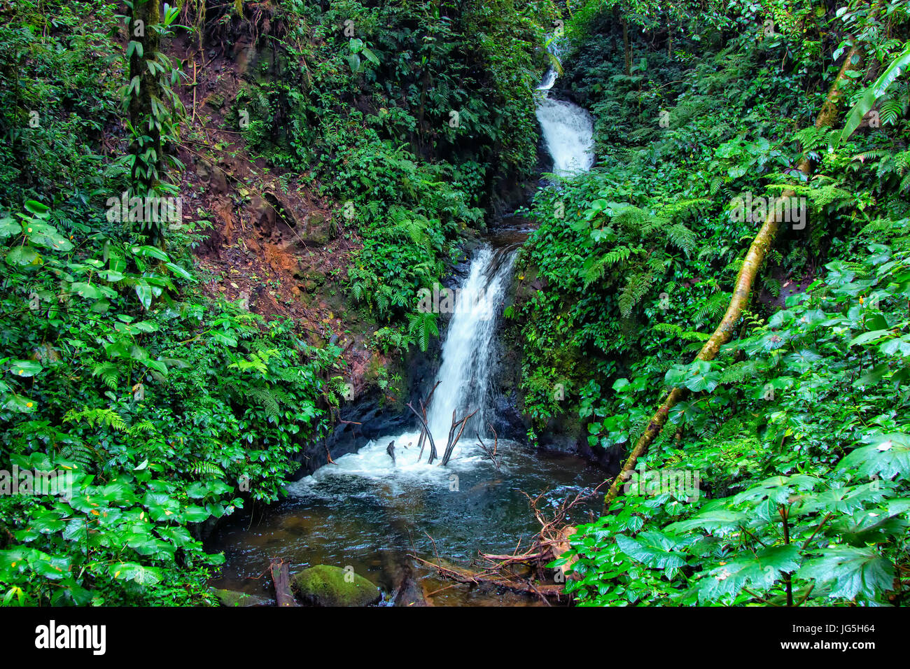 Monteverde biological reserve, Costa Rica Stock Photo