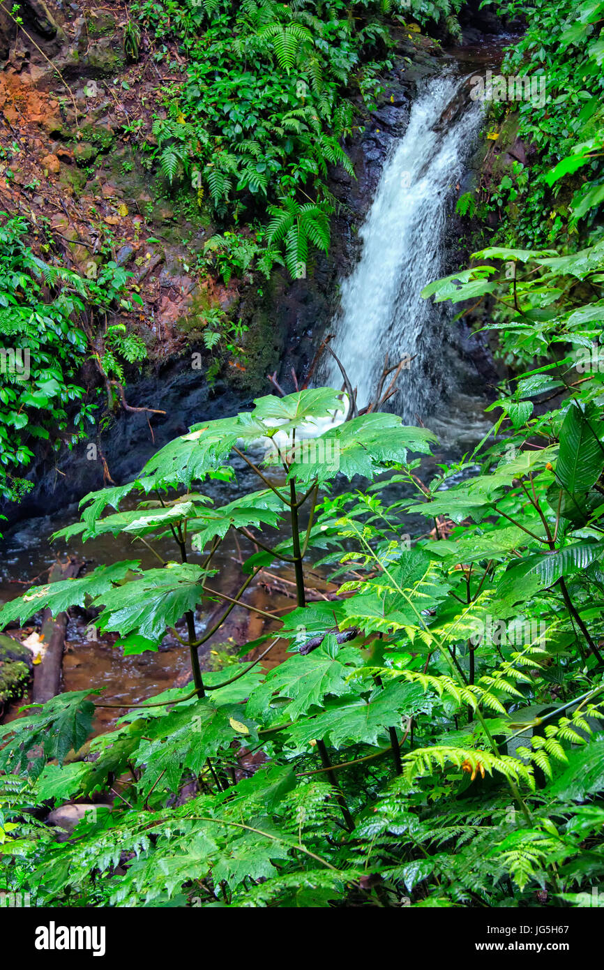 Monteverde biological reserve, Costa Rica Stock Photo