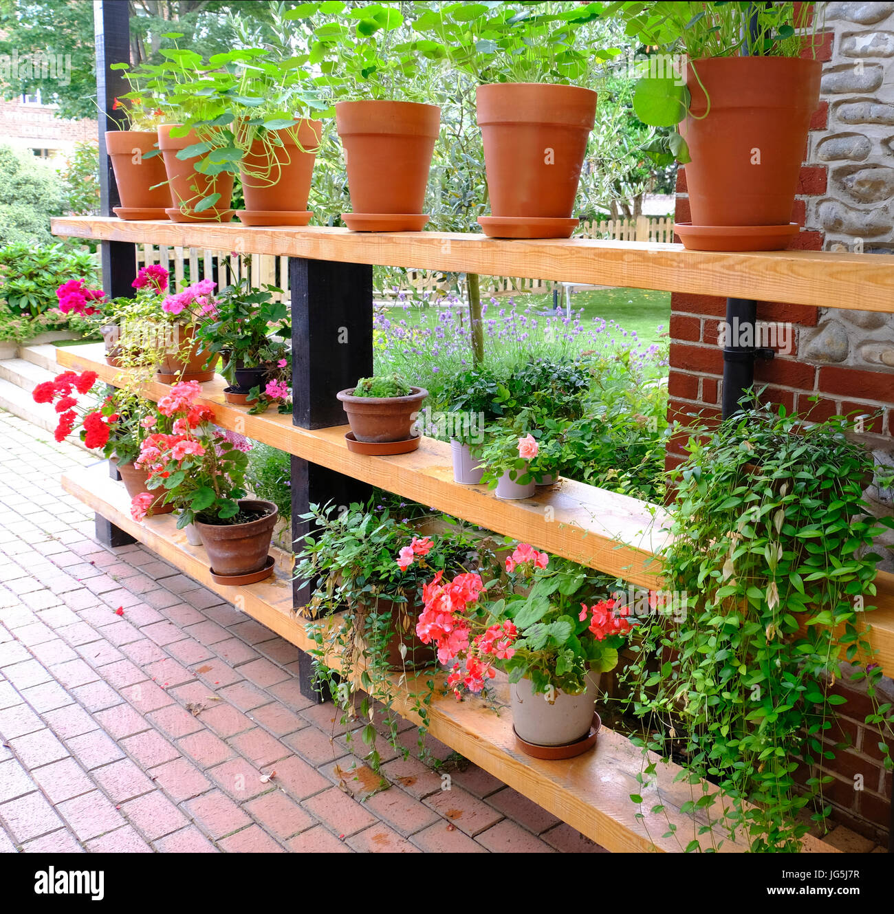 Rows of potted plants on wooden shelves in British garden Stock Photo