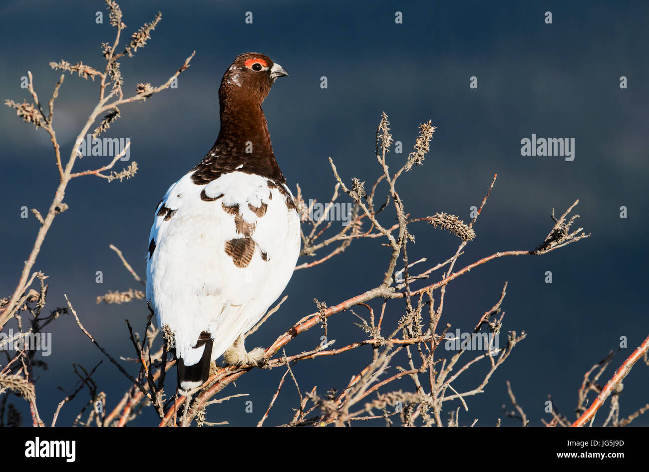 Willow Ptarmigan, Male, Spring breeding plumage, tundra, Denali
