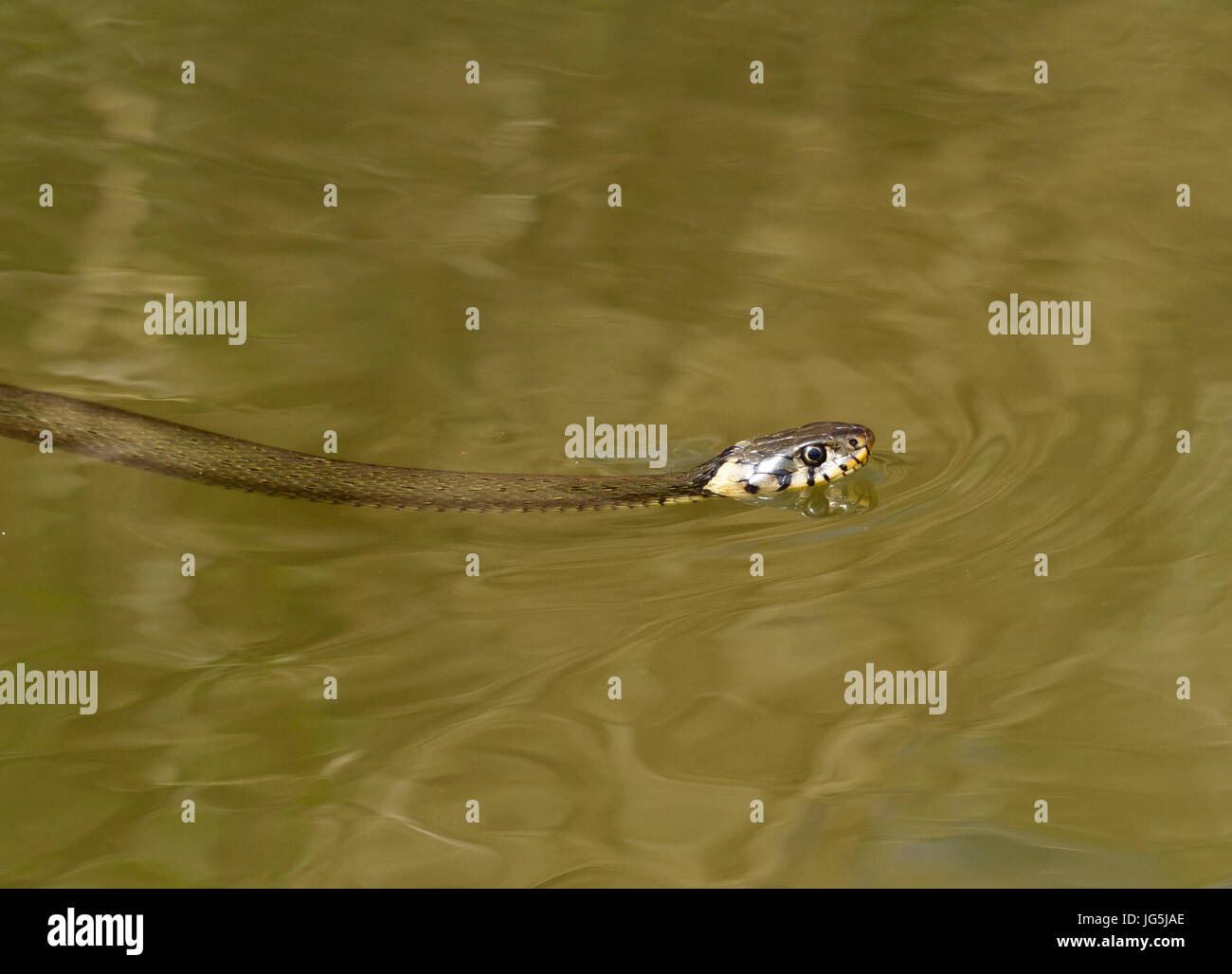 Swiming grass snake (Natrix natrix), Murnauer Moos, Murnau, Garmisch-Patenkirchen, Bavaria, Germany Stock Photo