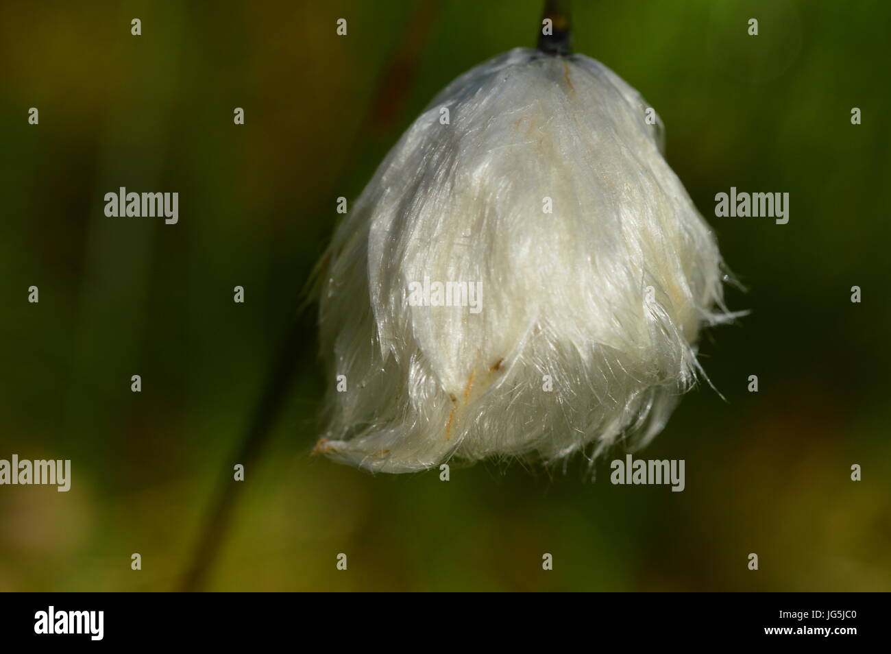 Beauty of the nature of cotton grass in flowering white fluffy flower Stock Photo