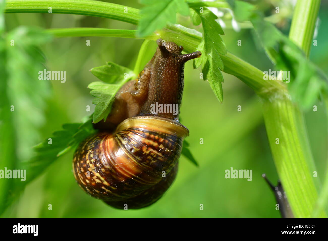 Snail in green summer grass in the light of morning sunlight Stock ...