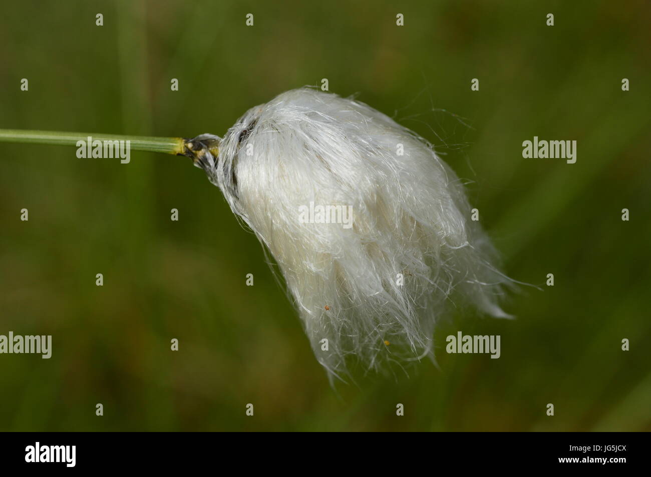 White fluffy beauty of nature swamp of cotton grass Stock Photo