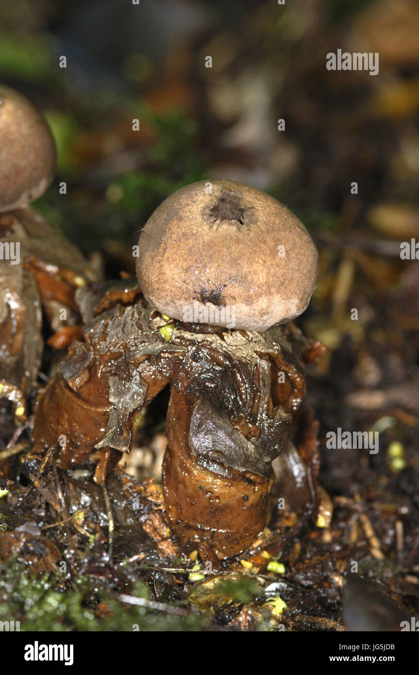 Arched Earthstar (aka Acrobatic Earthstar) - Geastrum fornicatum Stock Photo