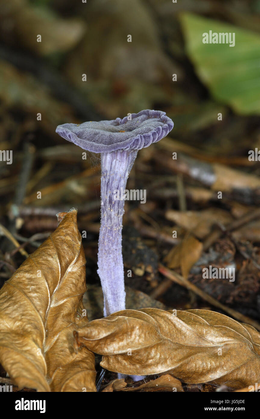 Amethyst Deceiver - Laccaria amethystina Stock Photo