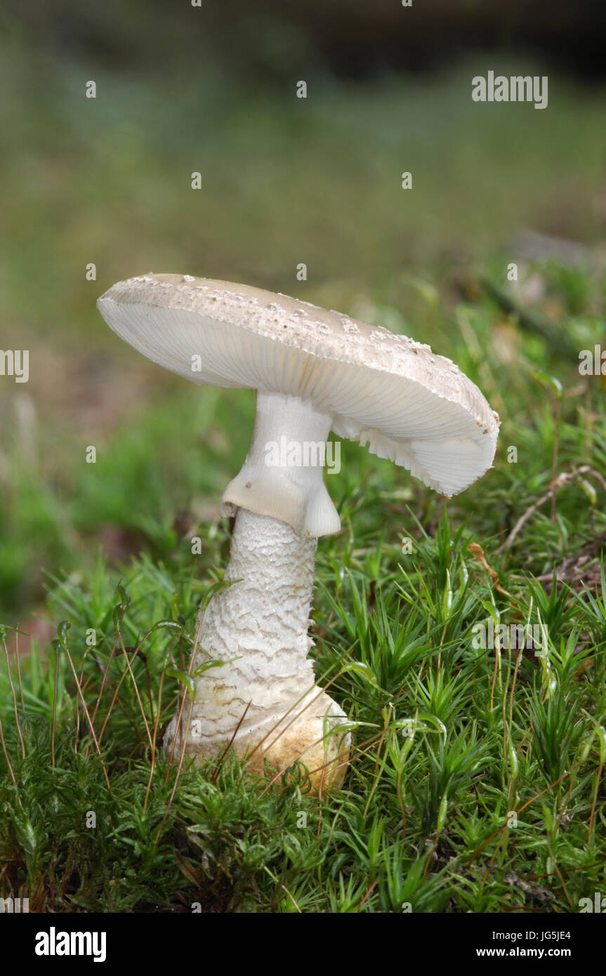 Grey Spotted Amanita - Amanita excelsa Stock Photo