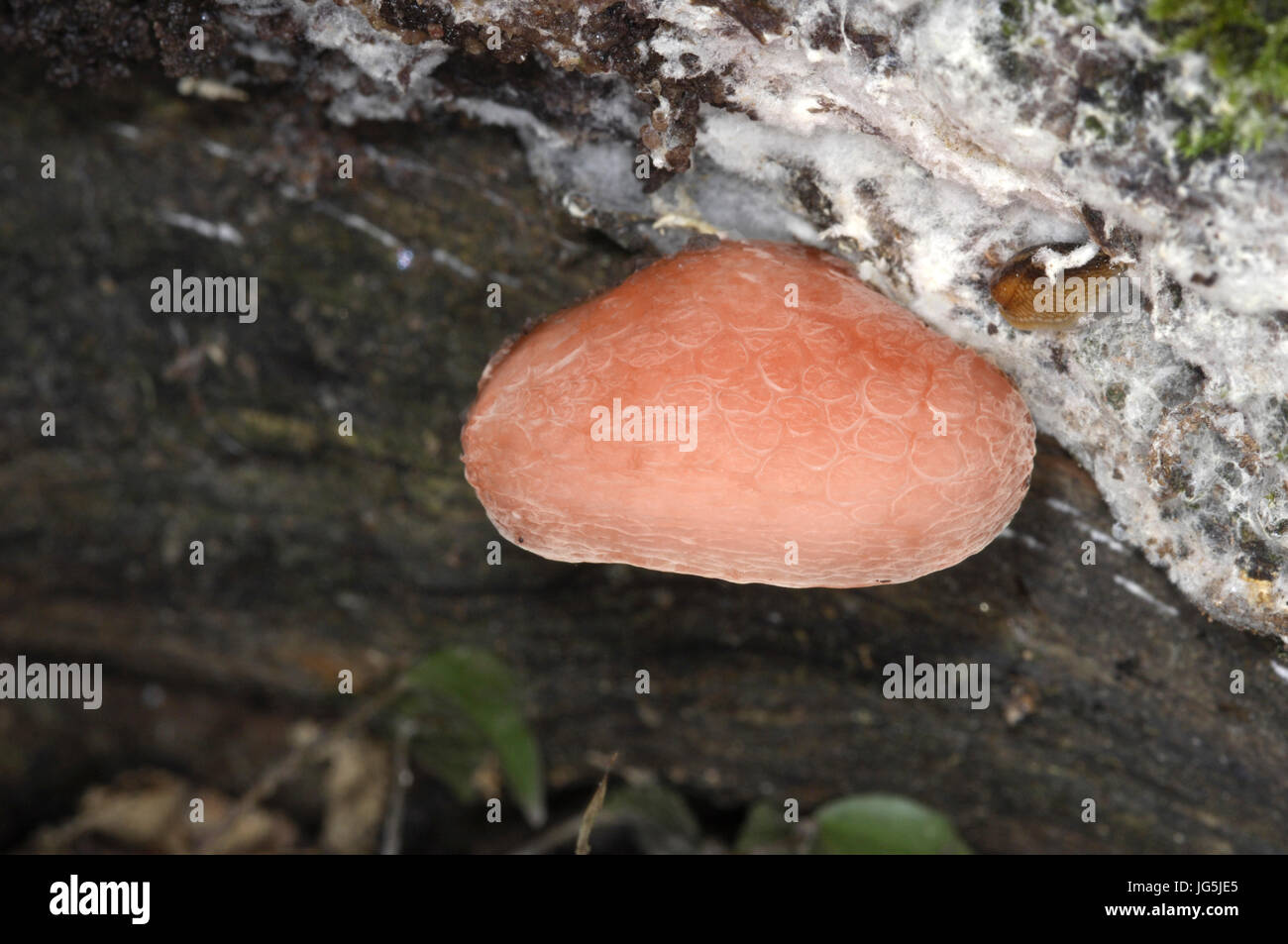 Palmatus Stock Photos &amp; Palmatus Stock Images Alamy