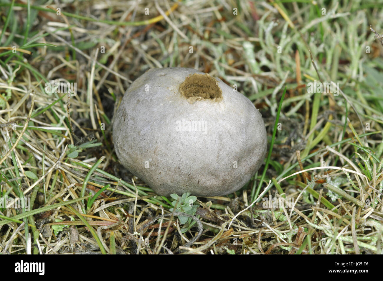 Grey Puffball - Bovista plumbea Stock Photo