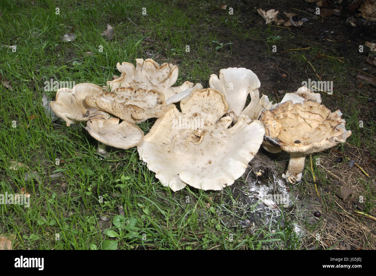 Giant Funnel Leucopaxillus giganteus Stock Photo Alamy