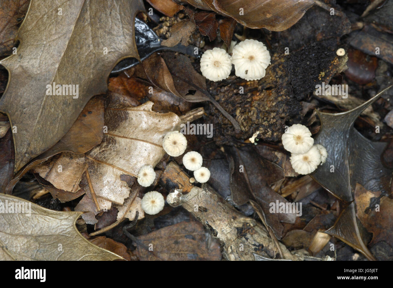 Collared Parachute - Marasmius rotula Stock Photo