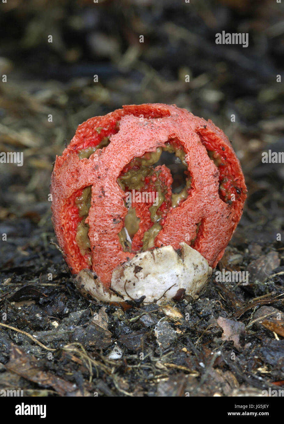 Cage Fungus (aka Red Cage or Lattice Fungus) - Clathrus ruber Stock Photo