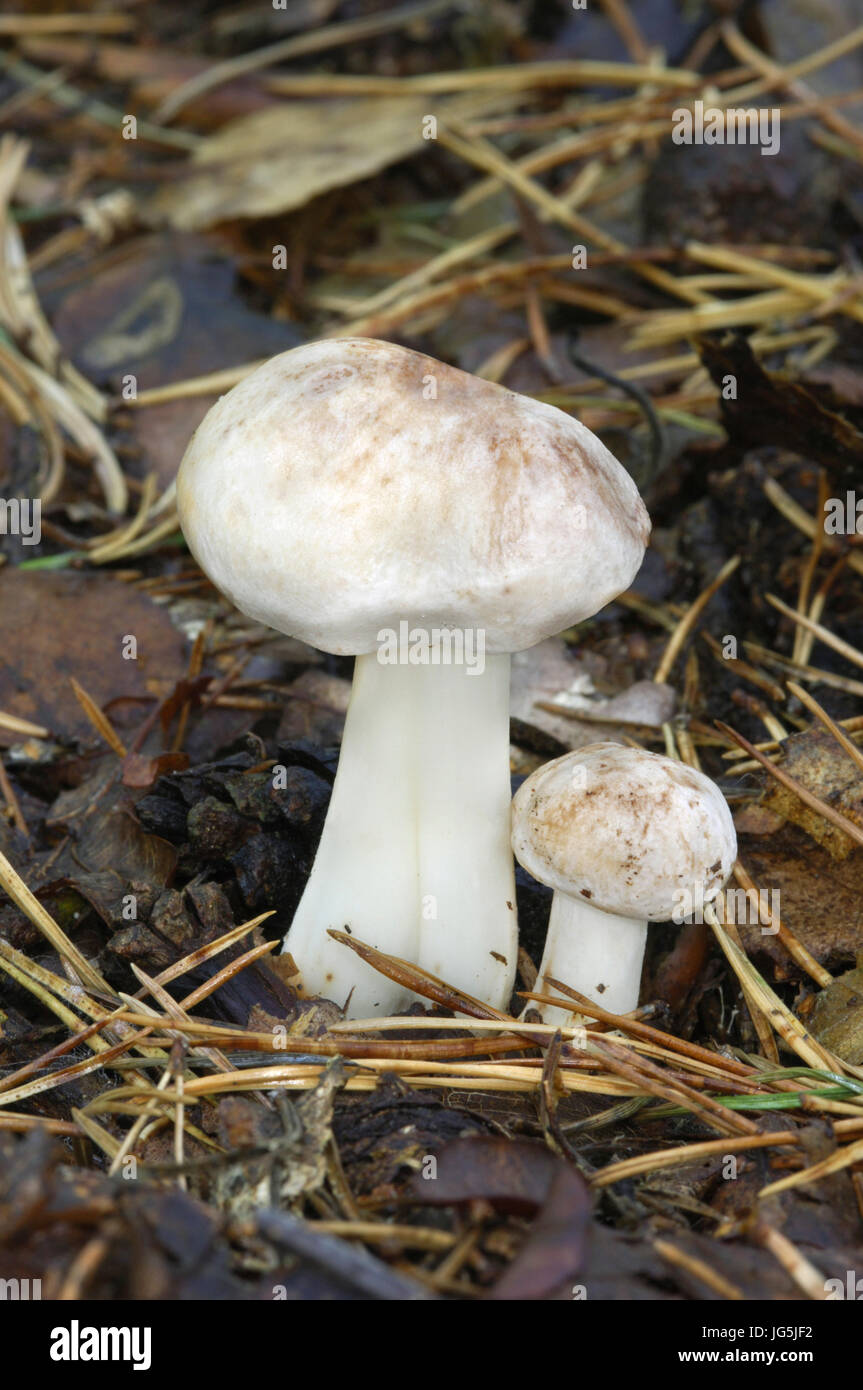 Spotted Toughshank - Collybia maculata Stock Photo