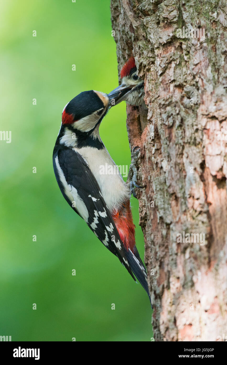 great-spotted-woodpecker-dendrocopos-major-feeding-young-bird-at