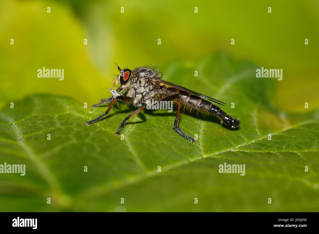 Robber fly (Asilidae) feeding from an aphid (Aphidoidea), Schleswig-Holstein, Germany Stock Photo