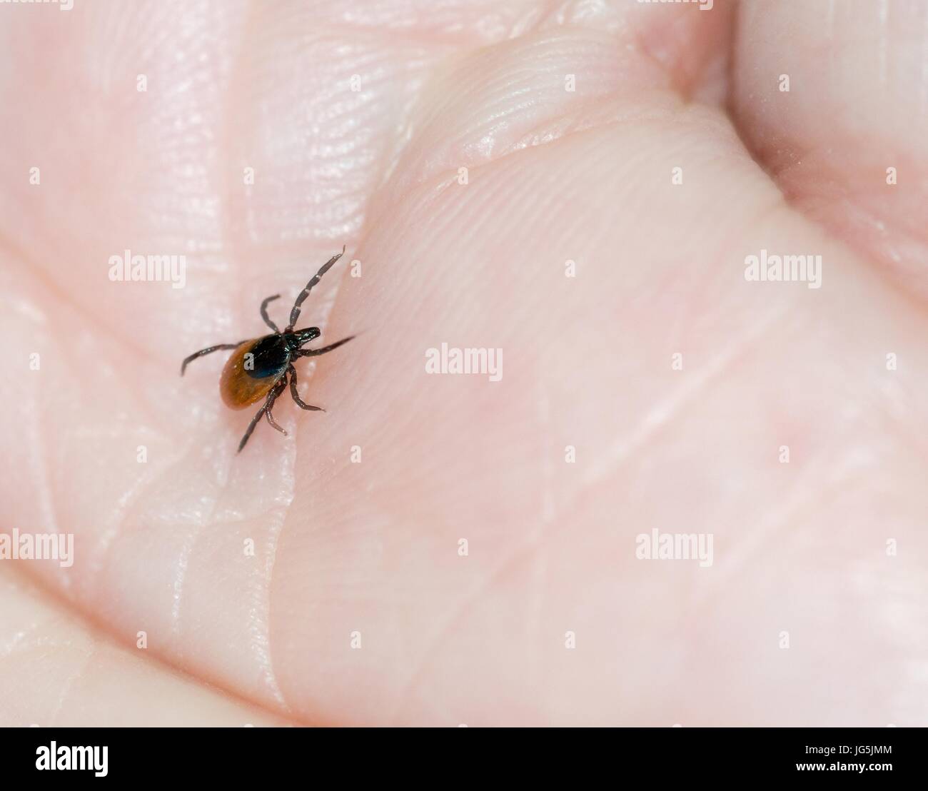 Castor Bean Tick (Ixodes ricinus) crawling over a man's skin, Lower Saxony, Germany Stock Photo