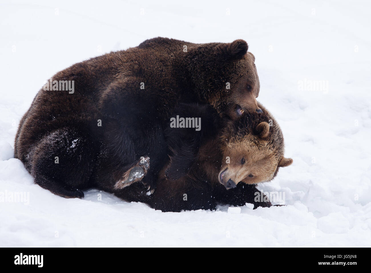 Two brown bears (Ursus arctos) in the snow, battle, captive, Bavaria, Germany Stock Photo