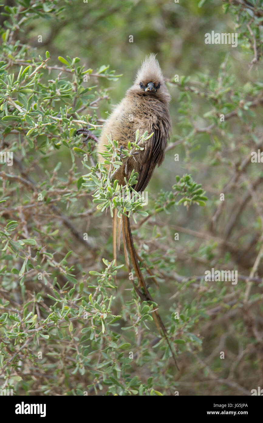 Speckled mousebird (Colius striatus), Addo Elephant National Park, South Africa Stock Photo