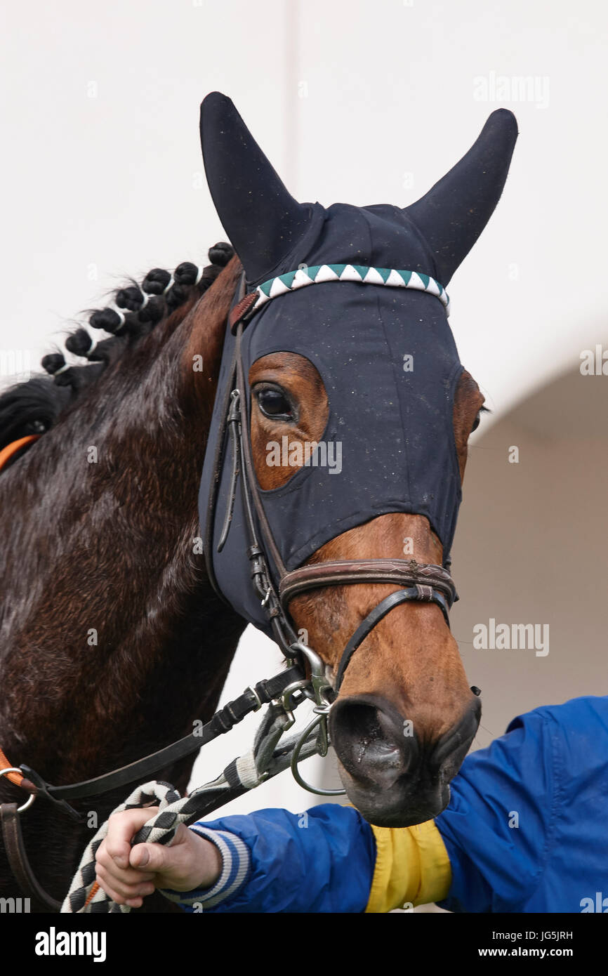 Race horse head with blinkers after the race. Paddock. Vertical Stock