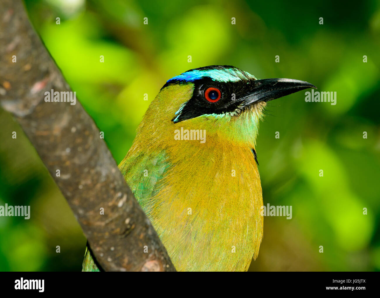 Lesson's motmot, blue-crowned motmot or blue-diademed motmot (Momotus lessonii). Close-up profile looking right. Stock Photo