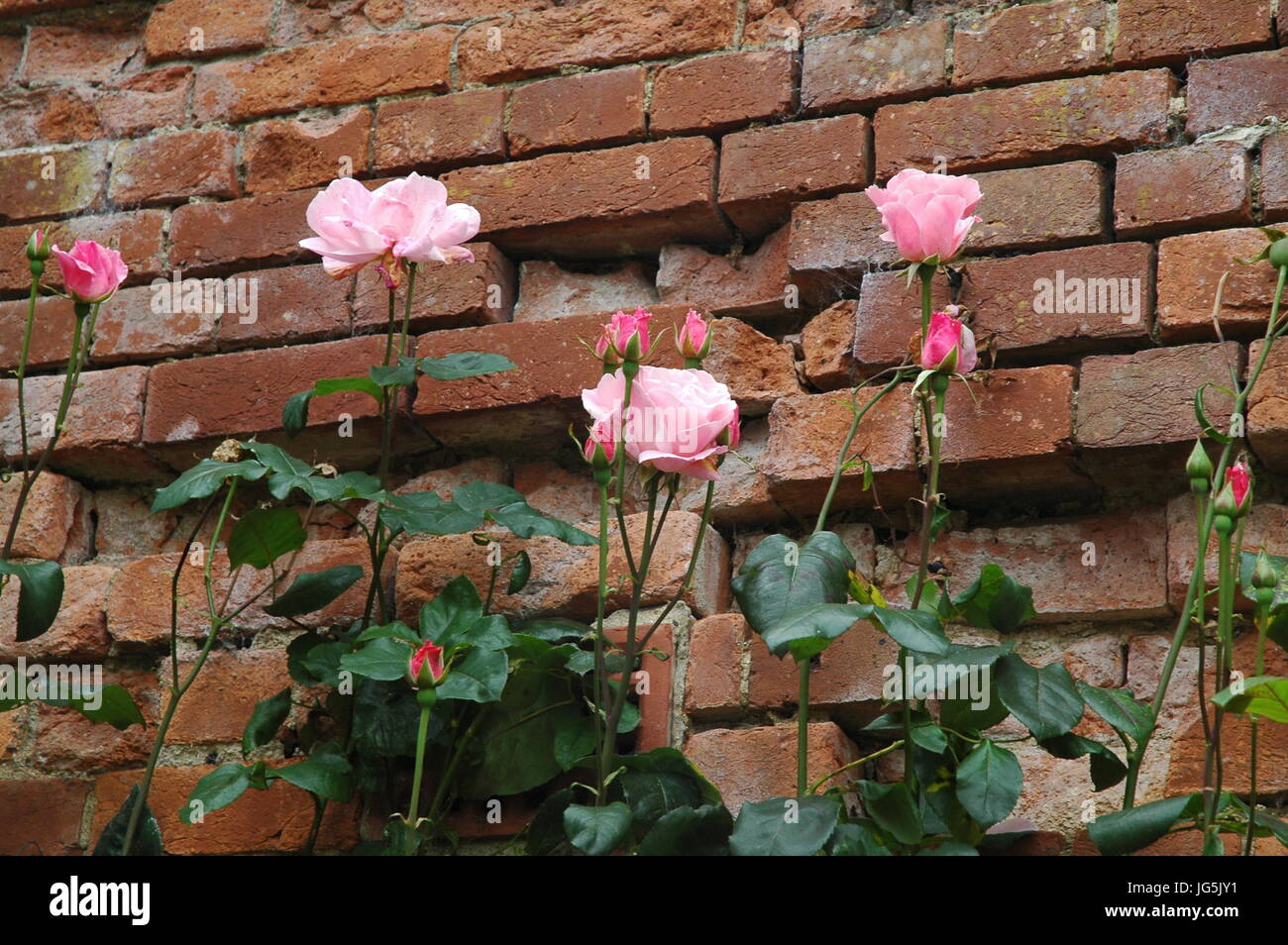 brick wall with roses Stock Photo Alamy
