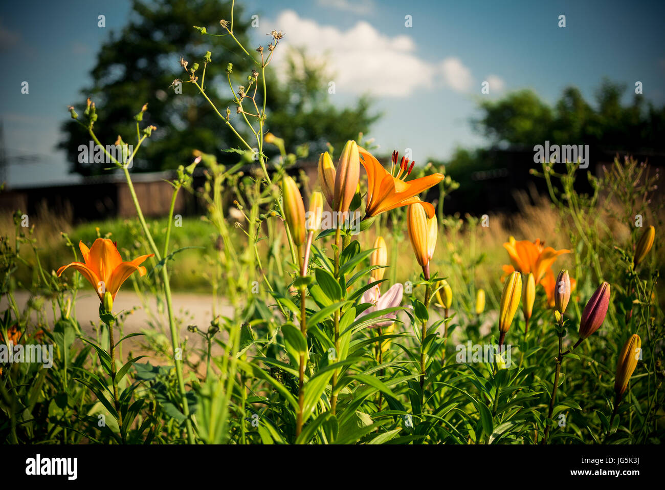 Lillies of the field hi-res stock photography and images - Alamy