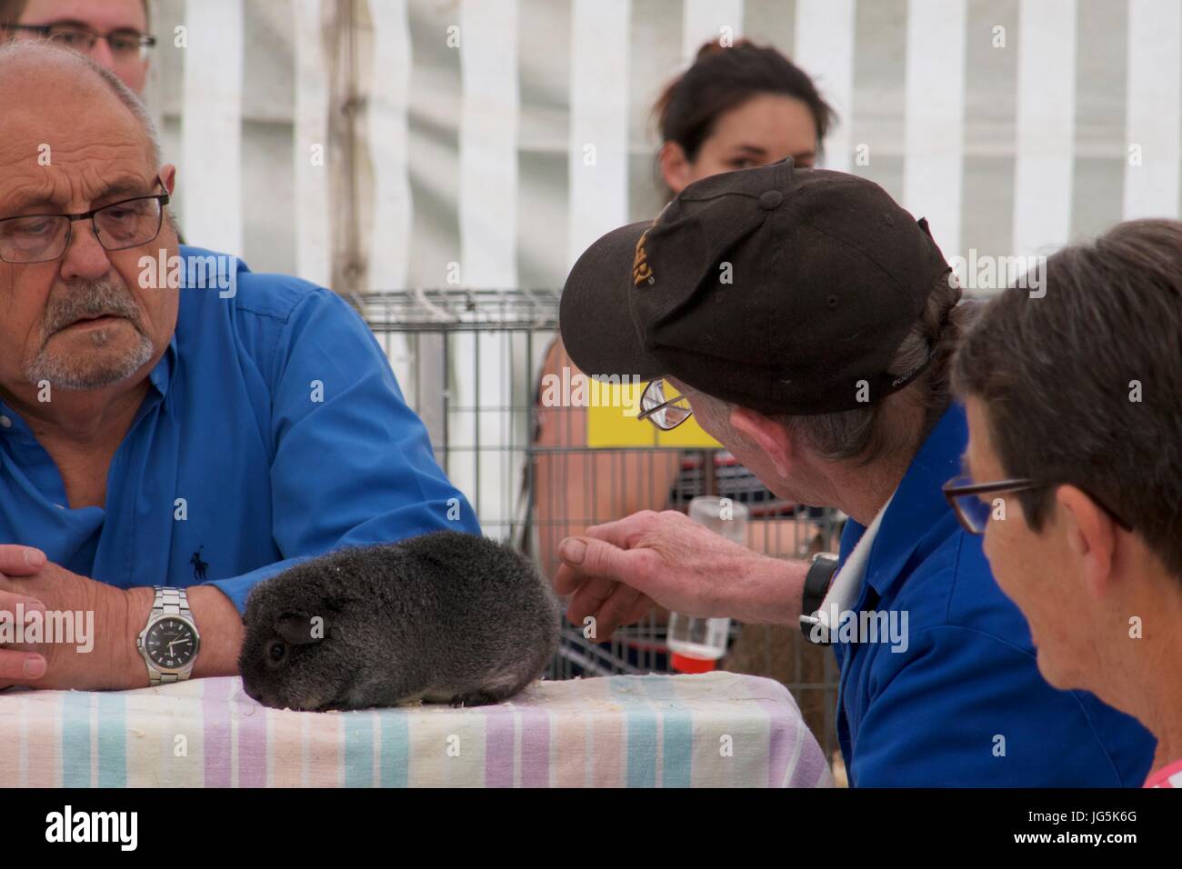 Show judges looking at guinea pig at Malton Show, Malton, North Yorkshire, UK Stock Photo