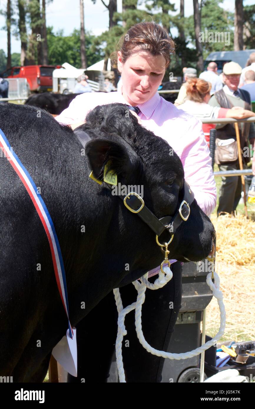 Show judge judging black bull at Malton Show, Malton, North Yorkshire, UK Stock Photo