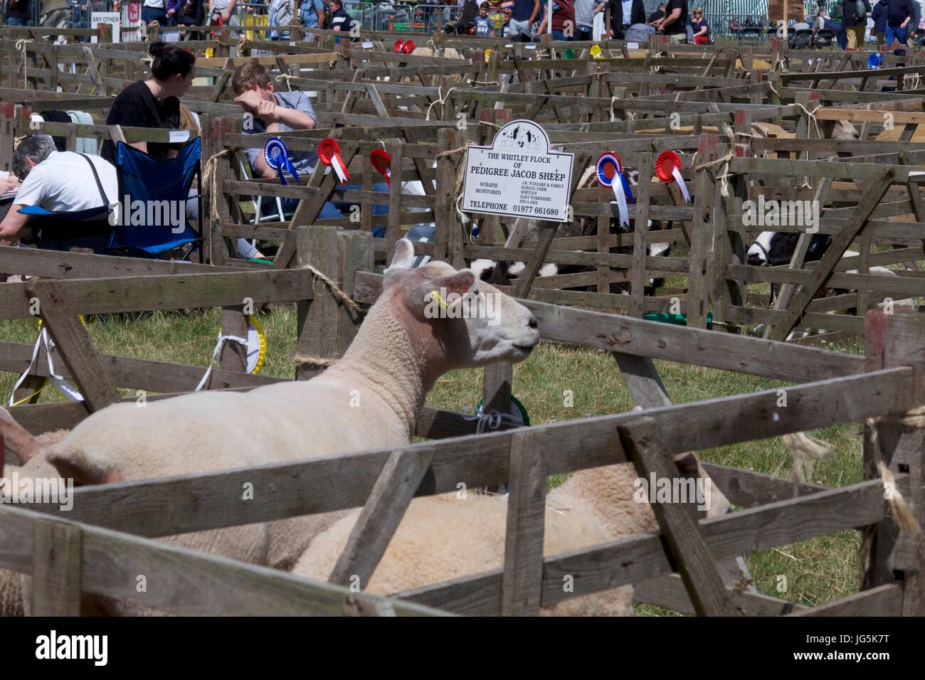 Sheep in sheep pens at Malton Show, Malton, North Yorkshire, UK Stock Photo