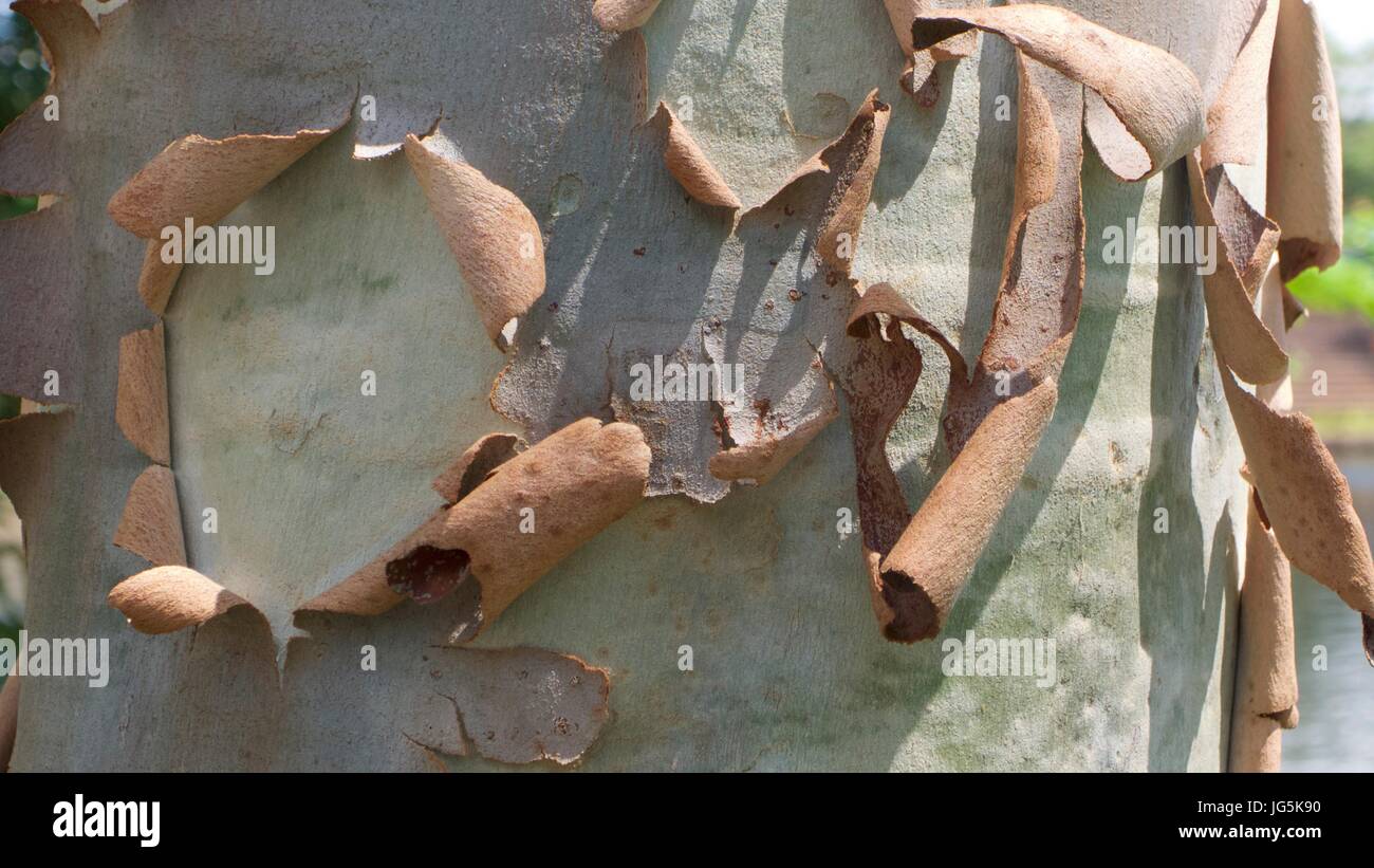 Close up of bark peeling from tree trunk Stock Photo Alamy