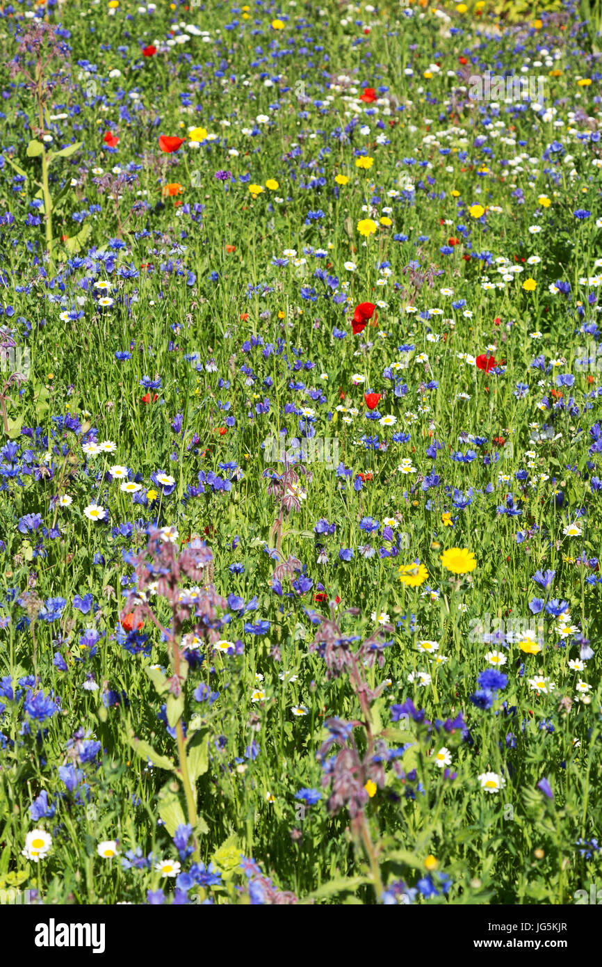 Wildflower meadow with colourful wildflowers, England UK Stock Photo