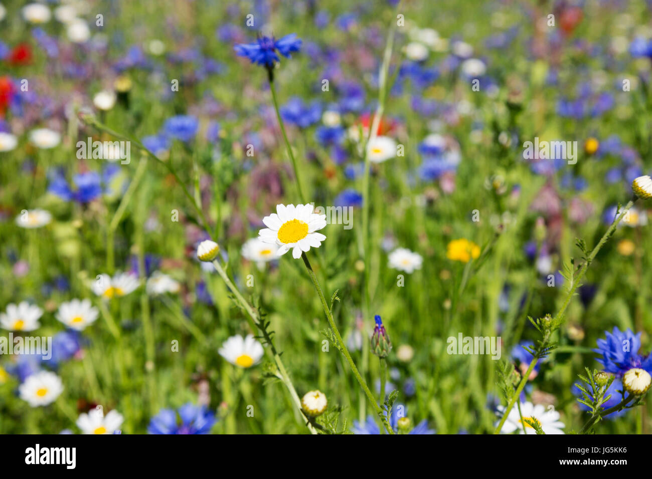 Colourful wildflowers growing in a summer meadow, close up - England UK Stock Photo