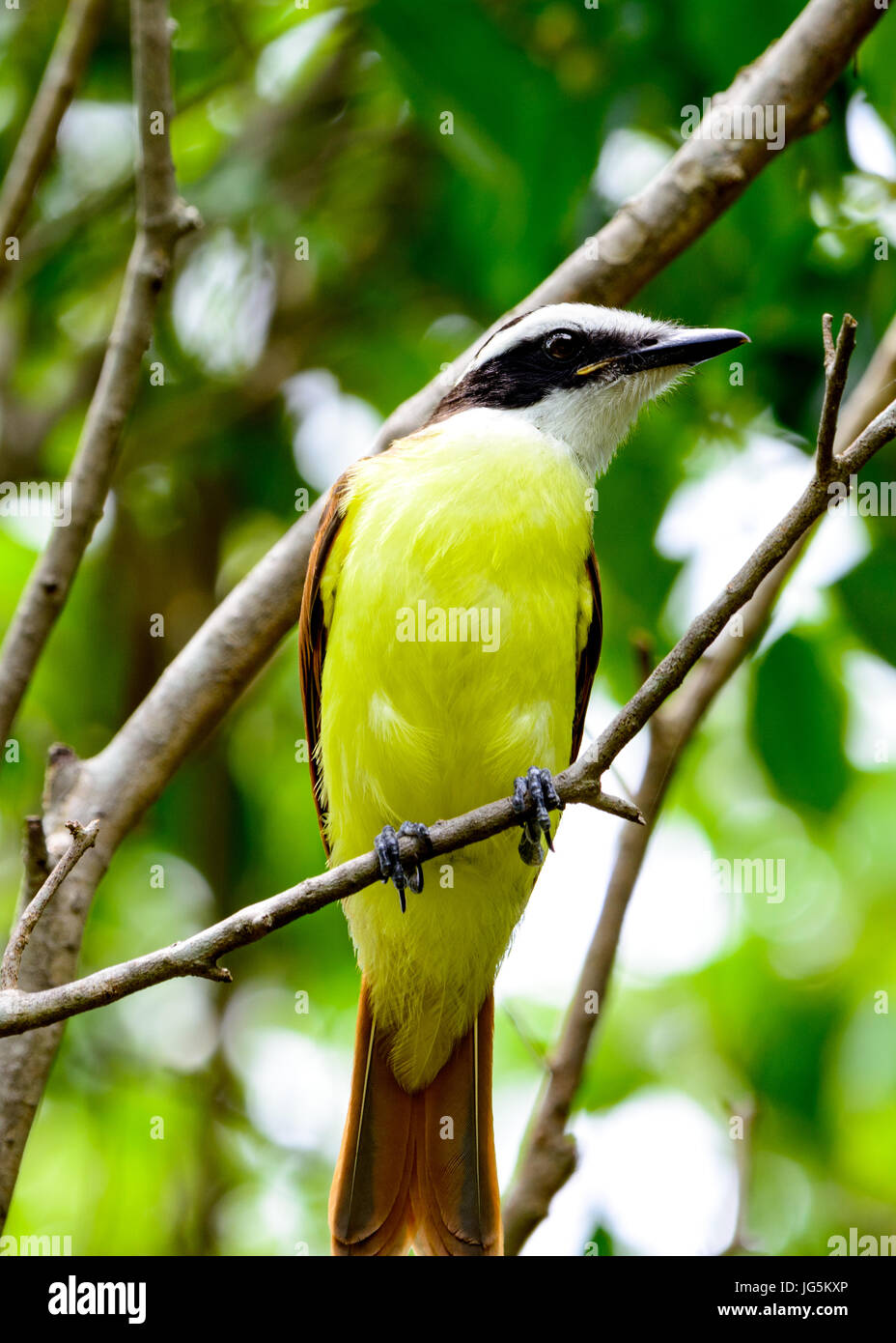 Great Kiskadee (Pitangus sulphuratus), a large tyrant flycatcher, perched on a branch Stock Photo