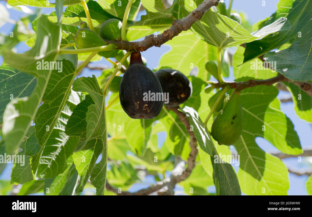big figs in sardinia Stock Photo Alamy