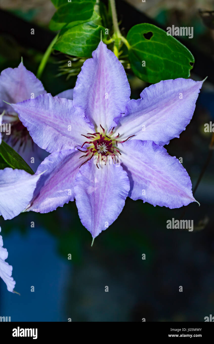 close up of purple Clematis Jackmanii flower portrit Stock Photo