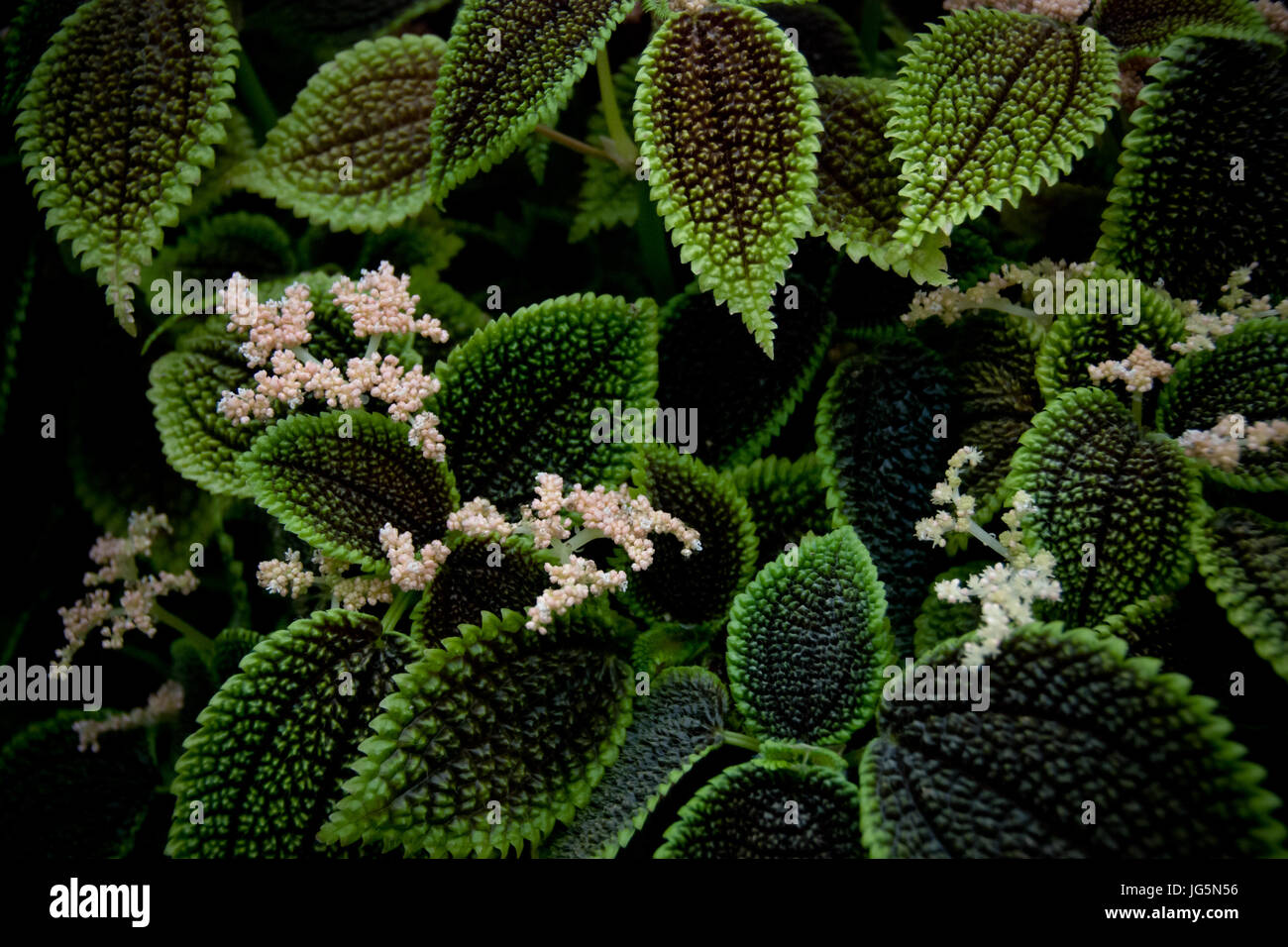 Pilea Involucrata Moon Valley Plant Stock Photo Alamy
