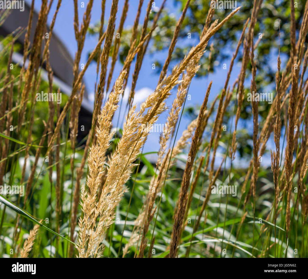 long blue stem grass in kansas long blue stem grass in kansas