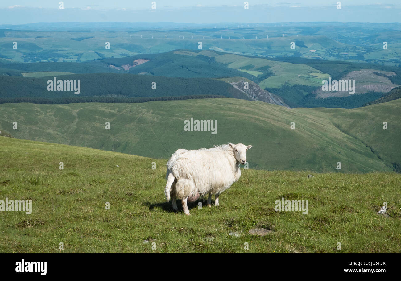 Sheep,grazing,Tal-Y-Llyn,lake,behind,Cadair Idris,Cader,Cadair,Snowdonia,National,Park,Gwynedd,Wales,Welsh,rural,mountain,outdoors,U.K.,UK,GB,Europe, Stock Photo